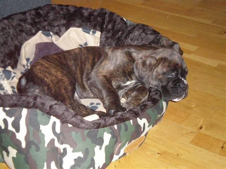 Boxer Mila billede 9