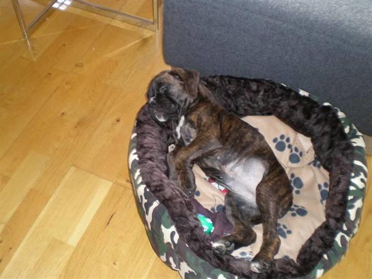 Boxer Mila billede 10