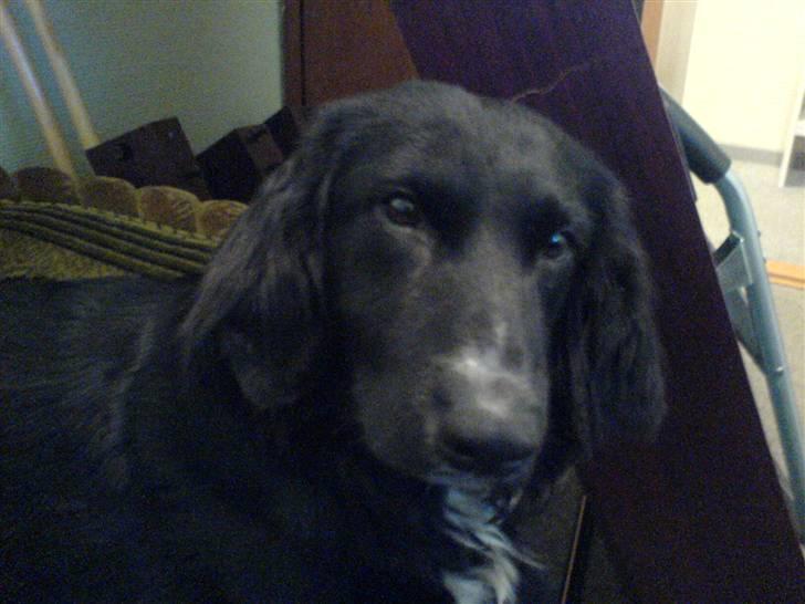 Blanding af racer Rocky - Mig? Sovet? ....ikke tale om billede 13