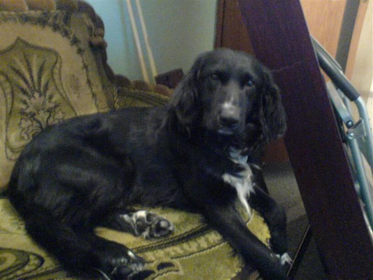 Blanding af racer Rocky - Lad mig nu være... jeg vil sove billede 14