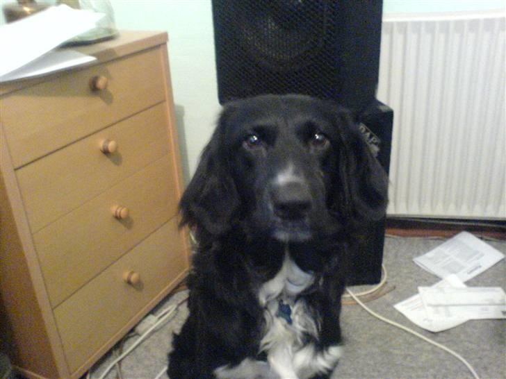 Blanding af racer Rocky - Ja, så pænt kan jeg altså sidde... billede 15