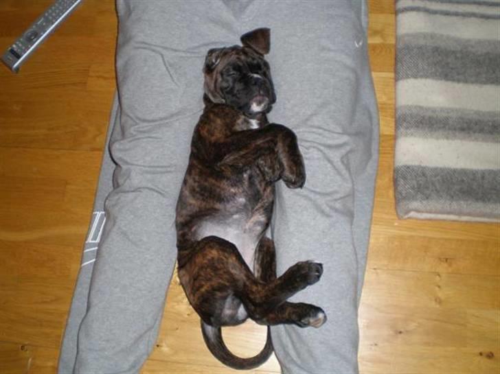 Boxer Mila billede 11