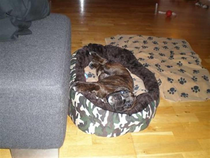 Boxer Mila billede 12