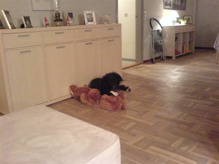 Blanding af racer Rocky - Mig og min nye bamse som jeg har fået i julegave billede 17