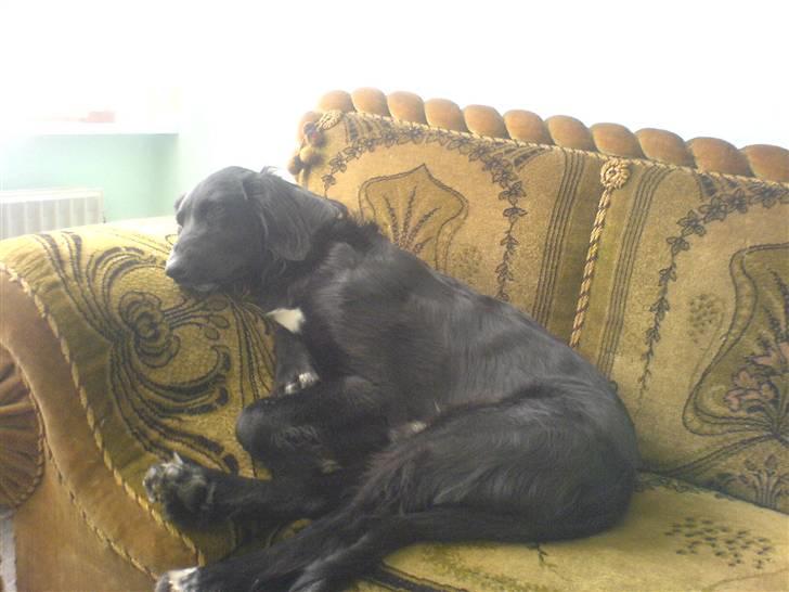 Blanding af racer Rocky - Jeg kan rigtig godt lide den her sofa.... billede 18