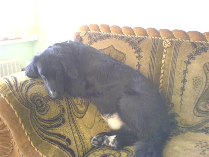 Blanding af racer Rocky - Ja, jeg ligger her stadig :-) billede 19