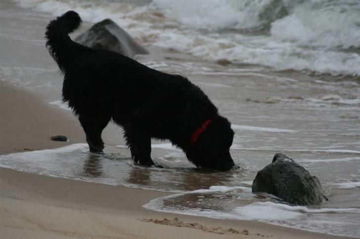 Newfoundlænder Aya billede 15