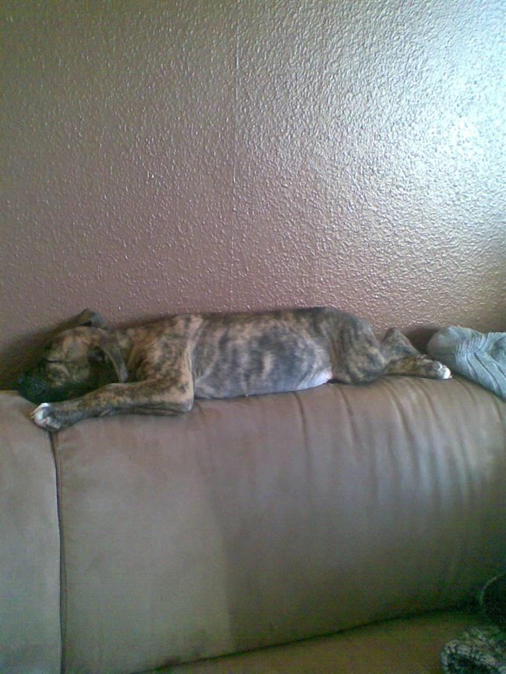 Amerikansk bulldog Dixie billede 2