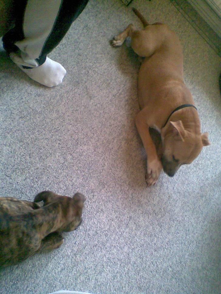 Amerikansk bulldog Dixie - mig og min bedste ven:) billede 3