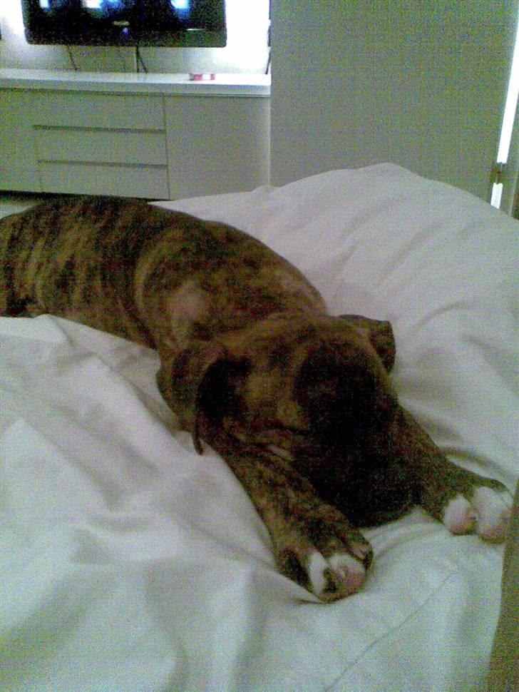 Amerikansk bulldog Dixie billede 4