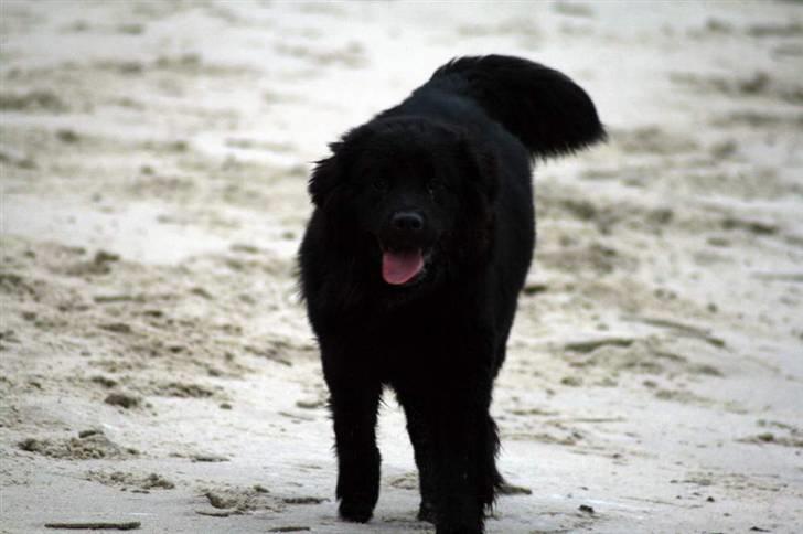 Newfoundlænder Aya billede 16