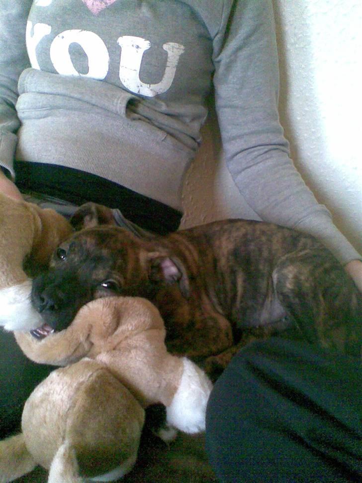 Amerikansk bulldog Dixie billede 5