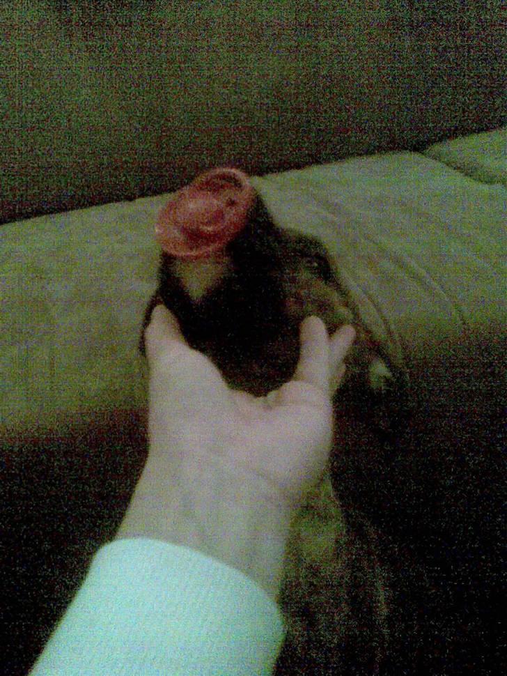 Amerikansk bulldog Dixie - fandt lige naboens datters sut.  billede 6