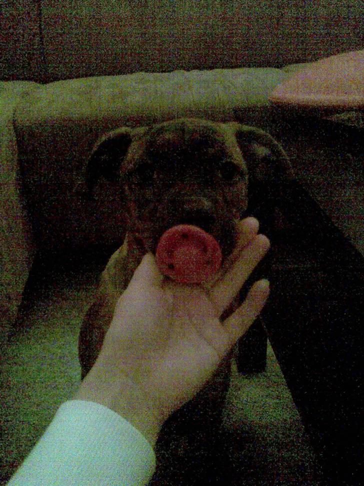 Amerikansk bulldog Dixie billede 7