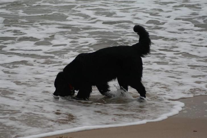 Newfoundlænder Aya billede 17