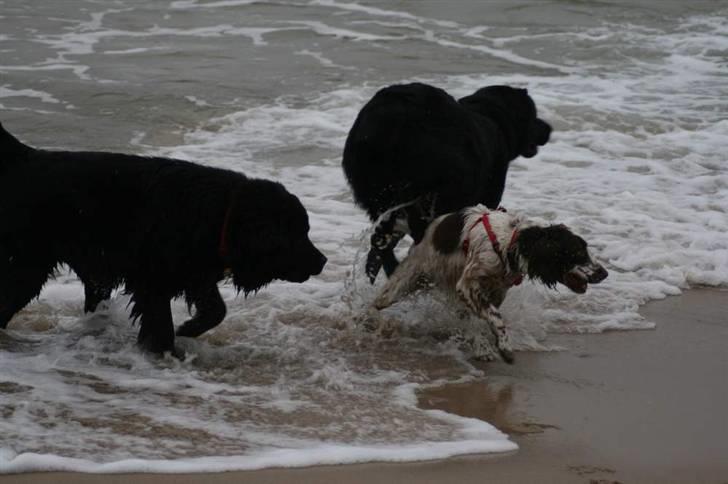 Newfoundlænder Aya billede 18