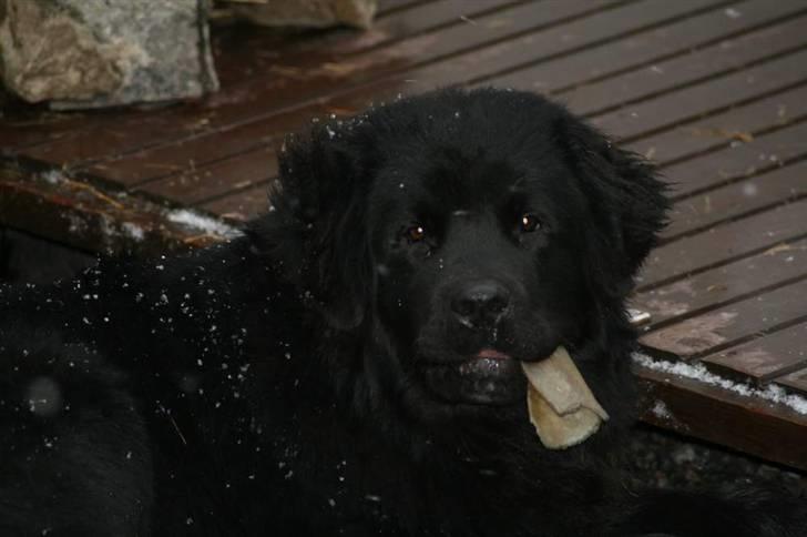 Newfoundlænder Aya billede 19