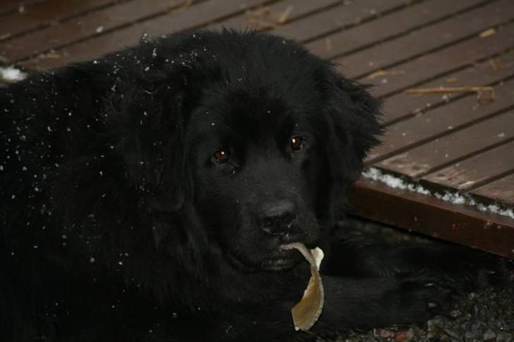 Newfoundlænder Aya billede 20