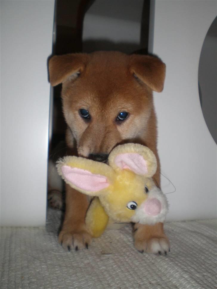 Shiba Silas - Silas med sin lille kanin. :) billede 1