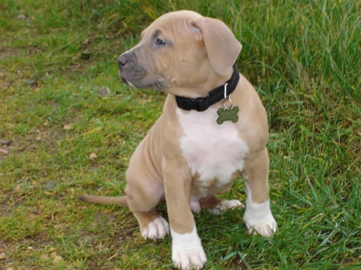 Amerikansk staffordshire terrier TYSON aka **banditten** billede 9