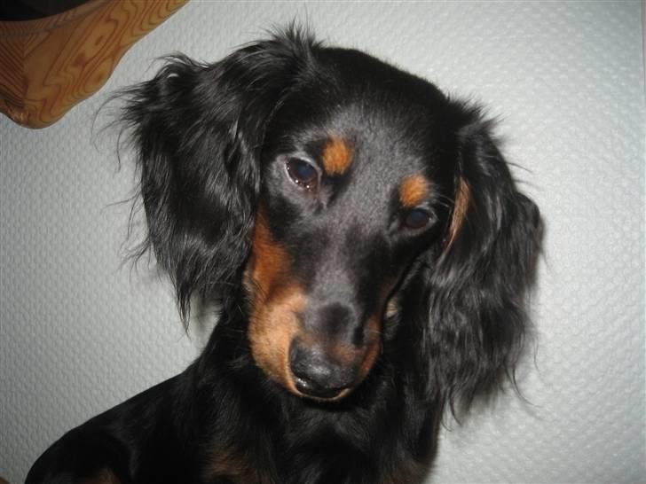 Dværggravhund Oscar - Her jeg så, charmetrolden Oscar billede 1