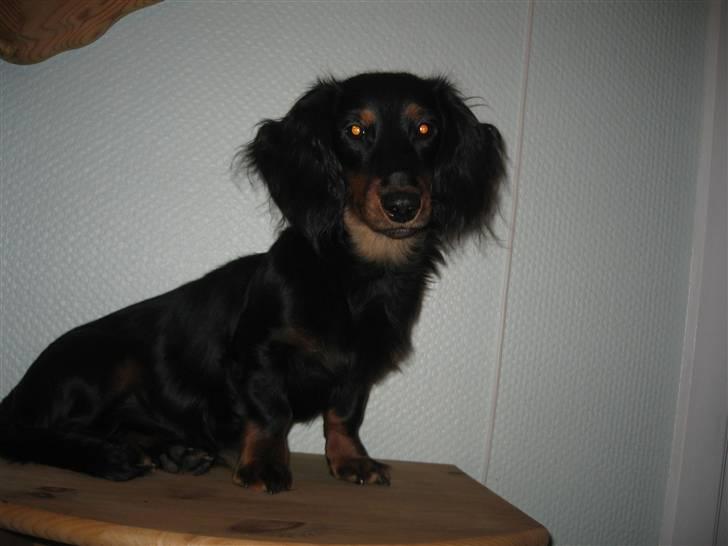 Dværggravhund Oscar - Mit ansigt er så smukt, siger min mor billede 2