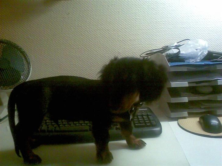 Dværggravhund Oscar - Ja jeg er jo ikke større end et tastatur billede 3