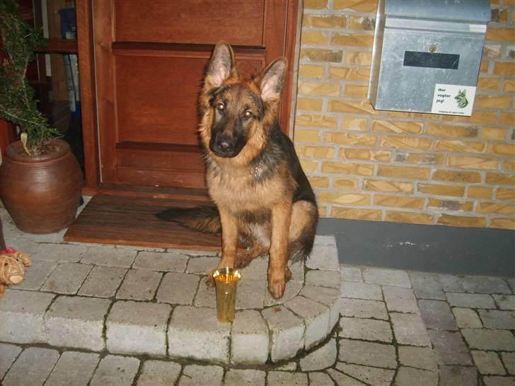 Schæferhund Chica - Chica har vundet begynderkonkurrence billede 1