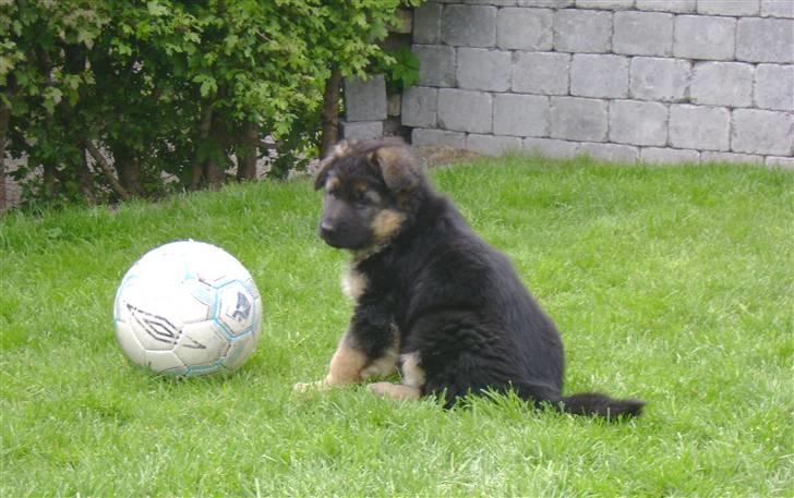 Schæferhund Chica - 8 uger,og vild med bolde billede 3