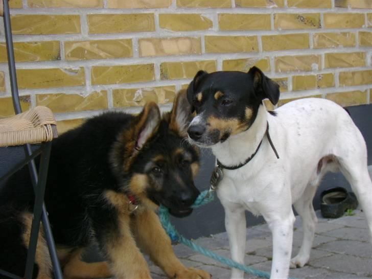 Schæferhund Chica - 3 mdr, og vil gerne gå tur med sin "fætter" billede 4