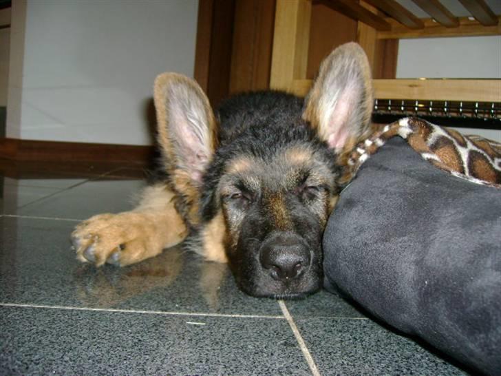 Schæferhund Chica - 4 mdr og meget træt billede 5