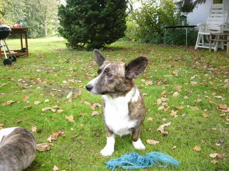 Welsh corgi cardigan Hanibal - Yuppie min mor billede 7