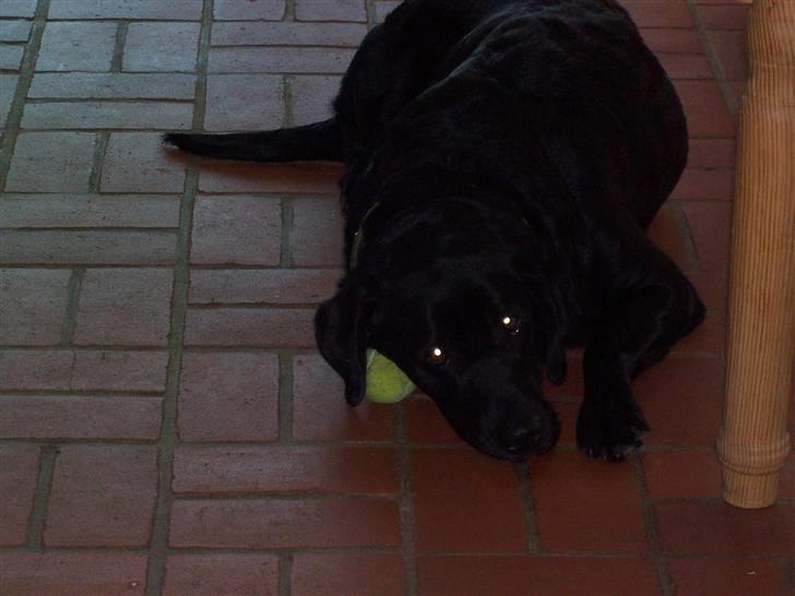 Blanding af racer Siggi billede 3