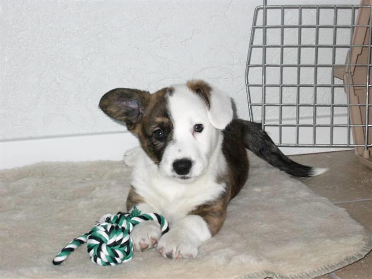Welsh corgi cardigan Hanibal - Skal jeg nu være model igen billede 8