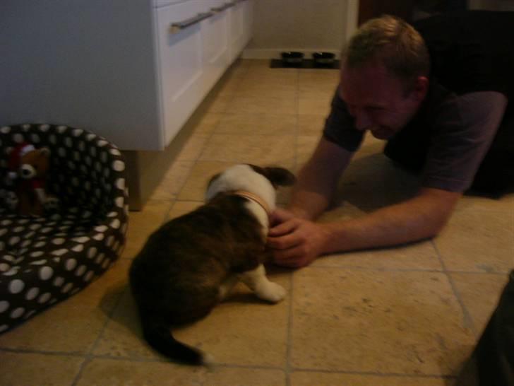 Welsh corgi cardigan Hanibal - Mig og min far billede 10