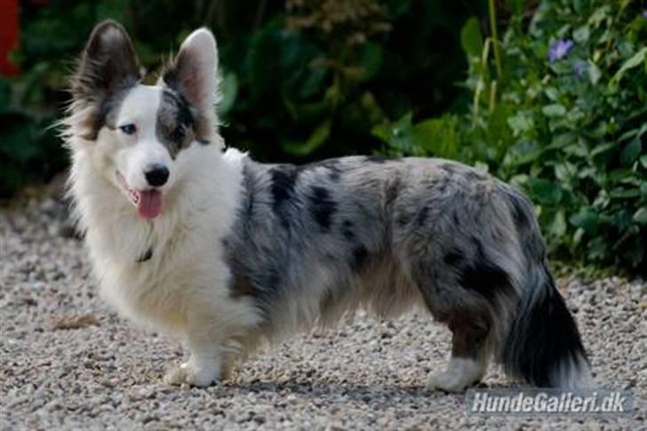 Welsh corgi cardigan Hanibal - Snuggi, min pleje far billede 11