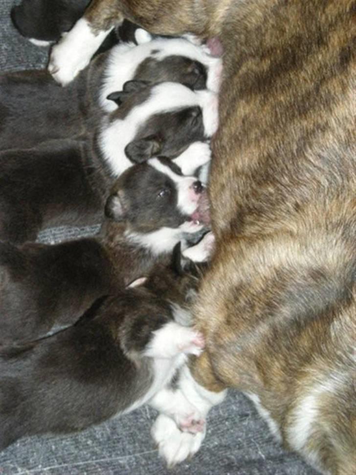 Welsh corgi cardigan Hanibal - Mig og mine søskende billede 12