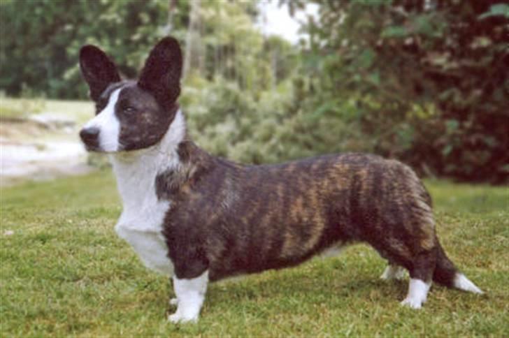 Welsh corgi cardigan Hanibal - Bosse min far billede 13