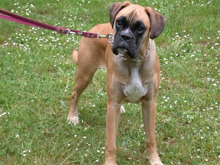 Boxer Cita billede 2