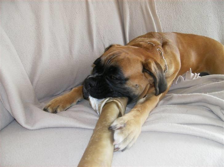 Boxer Cita billede 3