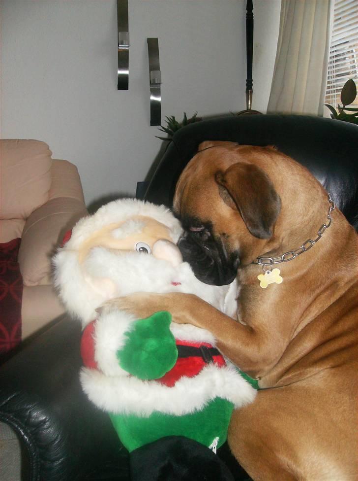 Boxer Cita billede 4