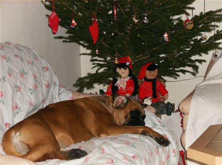 Boxer Cita billede 5