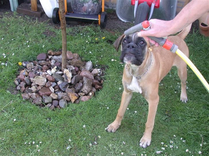 Boxer Cita billede 6