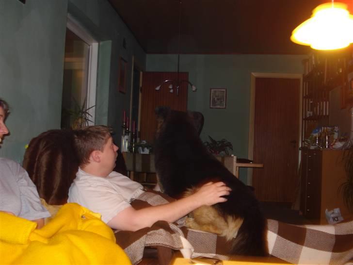 Blanding af racer rolf billede 7