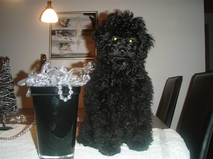 Dværgpuddel Enzo - 4 mrd. billede 17