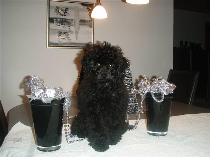 Dværgpuddel Enzo - 4 mrd. billede 18