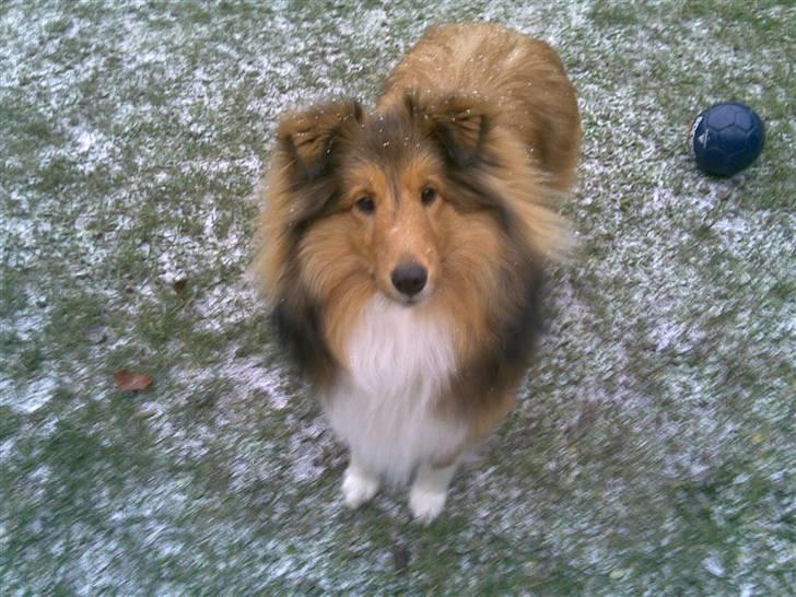 Shetland sheepdog Amigo billede 5