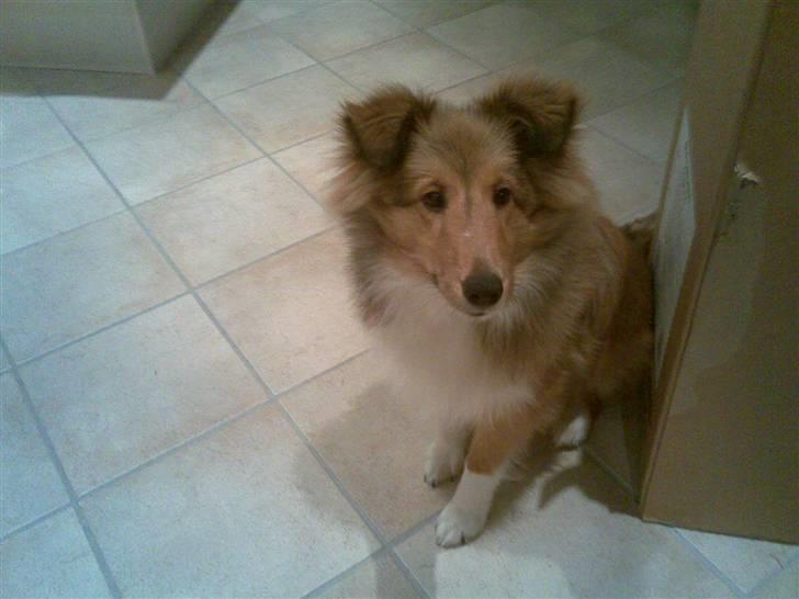 Shetland sheepdog Amigo billede 6