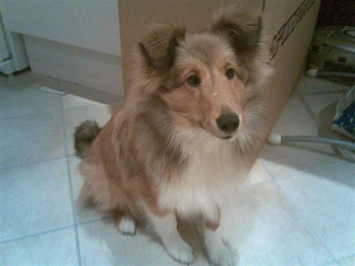 Shetland sheepdog Amigo billede 7