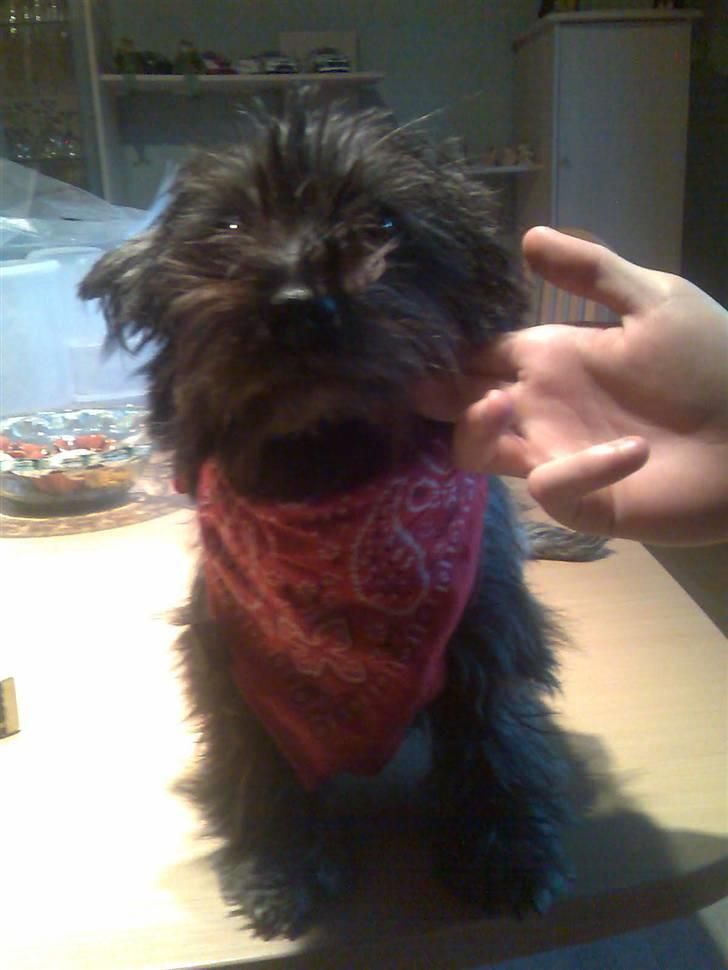 Cairn terrier bella - jaaaaah er lige lidt rocker agtig...hæ hæ hæ  billede 9